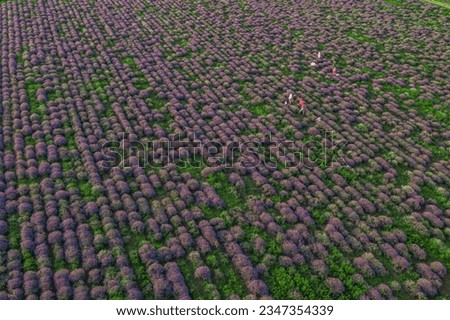People take pictures in a lavender field, aerial view, Moldova.