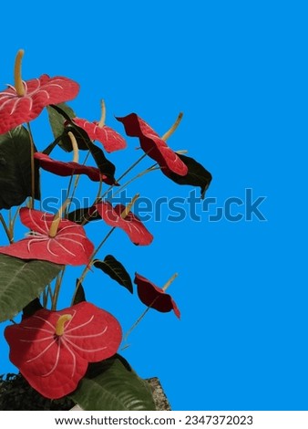 Beautiful red flower with green screen background