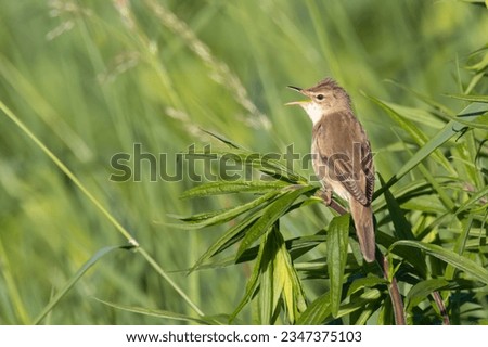 sedge warbler sits singing on a plant Royalty-Free Stock Photo #2347375103