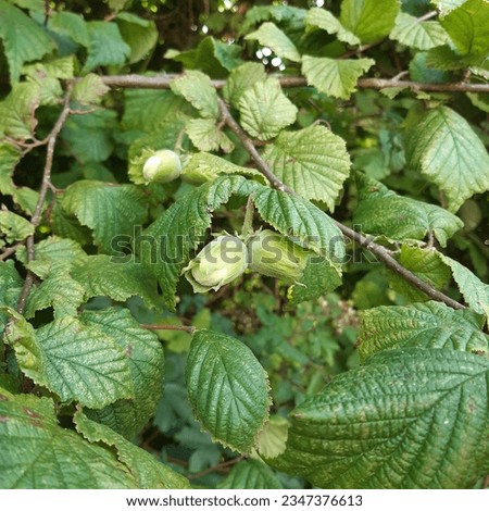 Green ripening hazelnuts or cob nut seeds. Latin name Corylus avellana, the common hazel, is a species of flowering plant in the birch family Betulaceae. Hazelnut tree leaves green background. Royalty-Free Stock Photo #2347376613