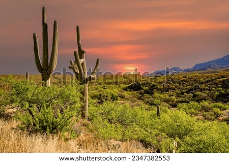 Saguaro cactus and the Santa Catalina mountains in Catalina State Park north of Tucson, Arizona.  It is adjacent to the Coronado National Forest. Royalty-Free Stock Photo #2347382553