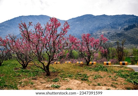 Beautiful Blooming blossoms in mountains