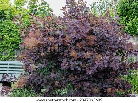Royal  purple smokebush is the focal point of this New perennial garden in London.  Royalty-Free Stock Photo #2347395689
