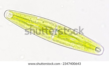 Microscopic algae collected from the pond, Closterium navicula. Live cell. Selective focus Royalty-Free Stock Photo #2347400643