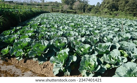 A picture of cabbage field in Boyolali, Indonesia.