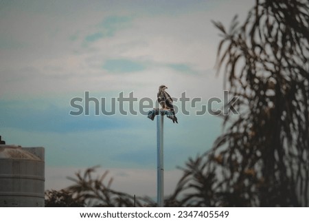 Muzaffarpur, Bihar - September 12th 2022 - Picture of an Eagle sitting on a pole.