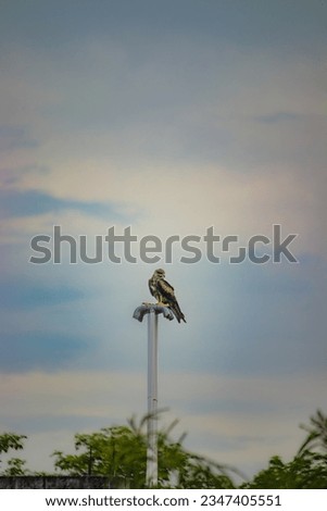 Muzaffarpur, Bihar - September 12th 2022 - Picture of an Eagle sitting on a pole.