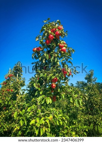 Apple Tree against Blue Sky