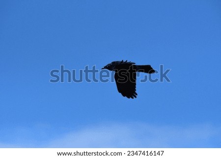 big black bird against blue sky