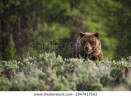 A cinnamon bear in glacier national park foraging for food.  Royalty-Free Stock Photo #2347417563