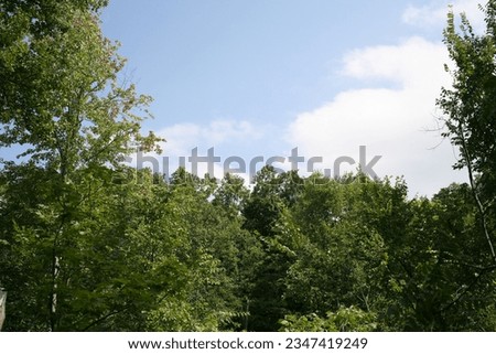 Clouds and blue sky over the forest tree tops. 