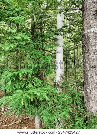 a picture of birch tree and pine tree next to each other