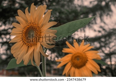 Sunflowers blooming in the summer evening 