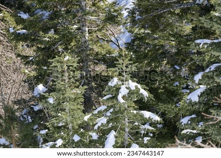 Mountain peak Pine trees with snow between the branches. San Bernardino national forest mountains in southern California USA.