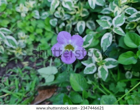 White purple flower plant surrounded by green leaves