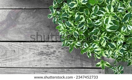 green leaf and old wooden floor background