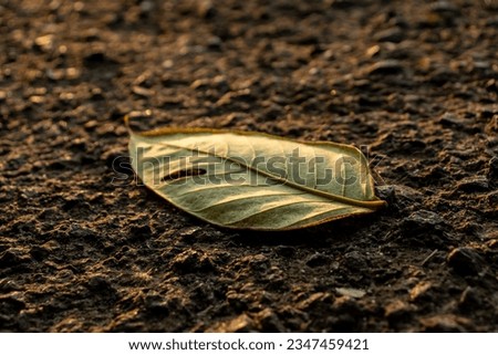 A ripped leaf on the road, in the early morning, after some edits.