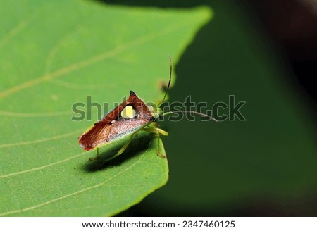 Cute yellow heart marking Esakimonkitsunokamemushi(Sastragala esakii)  on the leaf shade  (Wildlife insect closeup macro photograph) 