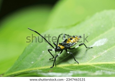 Japanese Kibaraherikamemushi young larvae on the leaf top (Wildlife insect closeup macro photograph) 