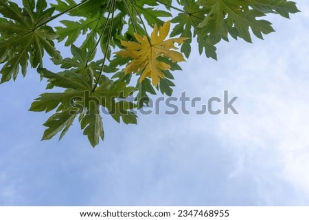 Green leaf isolated on sky background and sunbeams