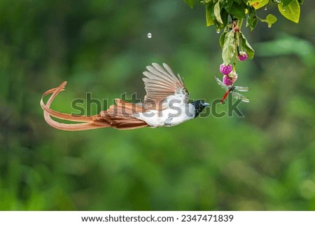 Asian Paradise-flycatcher feed on insects and worms