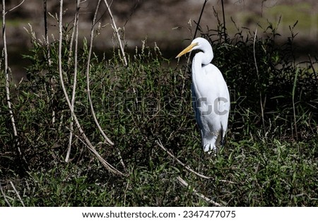 Great Egrets are wading birds that thrive in freshwater and saltwater habitats. In the 19th Century, the Great Egret was hunted for its plumes and used to decorate women's hats.