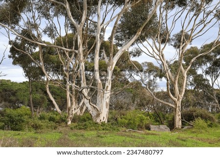 australian bush landscape with eucalyptus trees and field Royalty-Free Stock Photo #2347480797