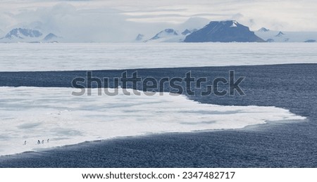 Penguins lost, in an expanse of ice; Antarctic Peninsula; Penguins on a large ice floe; Antarctic Peninsula; Penguins on iceberg; Bransfield Strait, Antarctic Peninsula