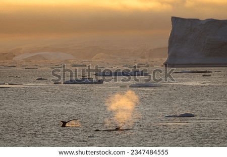 Whale blow highlighted, by setting sunlight; Antarctica; Whale fluke catching, setting sunlight; Antarctica; Whale fluke, whale blow and icebergs, at sunset; Antarctica