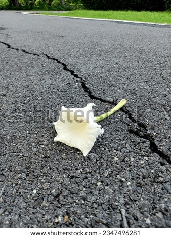 The road surface in the park is made of asphalt. There is a large and long line of cracks. The flowers that fall from the trees on the road are the highlight of the picture.