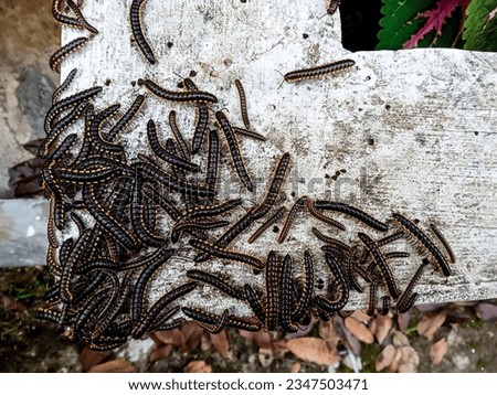 A dozens of yellow-spotted millipedes showed up after rain all night long Royalty-Free Stock Photo #2347503471