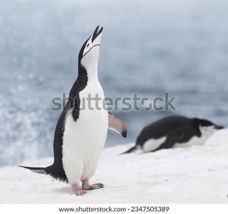 Chinstrap penguin calling; Barrientos Island, Antarctic Peninsula; Penguins on iceberg; Bransfield Strait, Antarctic Peninsula