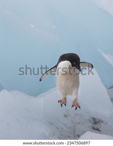 Adélie descending ice; Brown Bluff, Antarctic Peninsula; Adélie penguin, about to leap; Brown Bluff, Adélie penguin below, the Brown Bluff; Adélie penguin calling, on a rock; Brown Bluff, Antarctic
