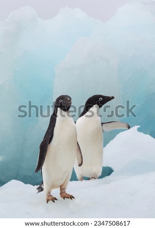 Gentoo penguin, head-first jump into the water; Brown Bluff, Antarctic Peninsula; Two Adélies, framed by ice; Brown Bluff, Two Adélies on, top of ice; Brown Bluff, Antarctic Peninsula