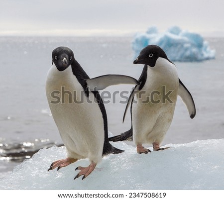 Gentoo penguin, head-first jump into the water; Brown Bluff, Antarctic Peninsula; Two Adélies, framed by ice; Brown Bluff, Two Adélies on, top of ice; Brown Bluff, Antarctic Peninsula