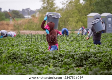 Migrant Woman wearing a hoodie and scarf carrying a small trashcan during a green bean harvest with other workers in the background