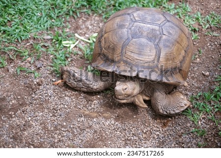 Close up of A Giant tortoise on grass. Giant tortoise resting in the garden, Slow life