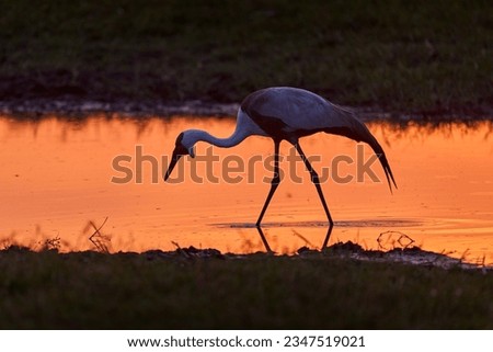 Crane sunset, Okavango delta. Wattled crane, Grus carunculata, with red head, wildlife from Okavango delta, Moremi, Botswana. Big bird in the nature habitat, orange water. Wildlife Africa.