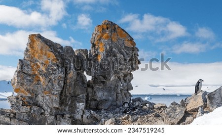Chinstrap penguin near, dichotomous rock outcrop; Chinstrap penguin under, lichenous rock outcrop; Simultaneous ecstatic display, by two chinstrap penguins; Half Moon Island, South Shetland Islands