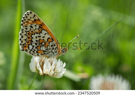 Orange checkered butterfly Melitaea interrupta on a white clover flower Royalty-Free Stock Photo #2347520509