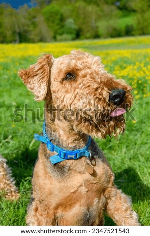 Airedale terrier portrait, sat happily in a grass field. The dog's  coat has been clipped, but still has the appearance of a teddy bear. copy space. Pet photography. Not clipped, long coat.