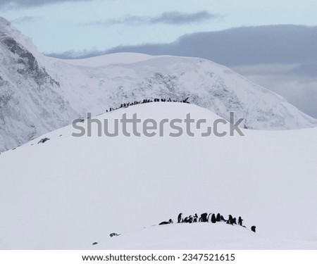 Chinstrap penguin colonies, on snow; Ornes Islands; penguin toboggan, sequence composite; Chinstrap and icebergs; Chinstrap penguins under, lenticular clouds; icebergs, mountain, lenticular clouds;