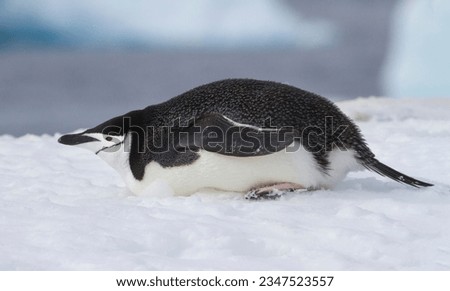 Chinstrap penguin horizontal portrait; Ornes Islands; Chinstrap penguin tobogganing; Ornes Islands; Chinstrap penguin vertical portrait; Ornes Islands; Chinstrap penguins mating; Ornes Islands