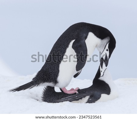 Chinstrap penguin horizontal portrait; Ornes Islands; Chinstrap penguin tobogganing; Ornes Islands; Chinstrap penguin vertical portrait; Ornes Islands; Chinstrap penguins mating; Ornes Islands