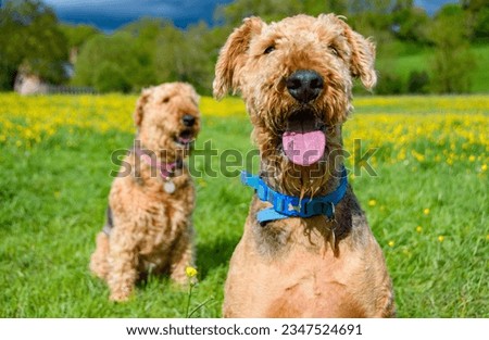 Two Airedale terrier's, sat happily in a grass field. The dog's coats have been clipped, but still have the appearance of a teddy bear. copy space. Pet photography. clipped coat. National pet day.