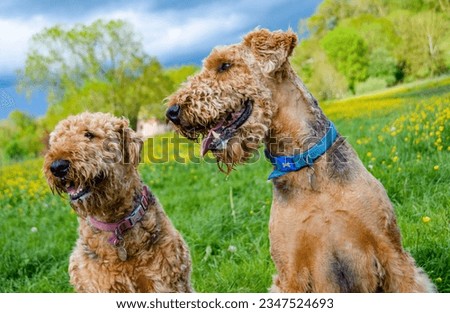 Two Airedale terrier's, sat happily in a grass field. The dog's coats have been clipped, but still have the appearance of a teddy bear. copy space. Pet photography. clipped coat.