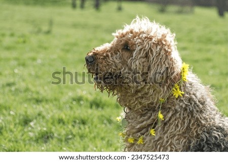 Airedale terrier portrait, sat in a green grassy field. A chain of buttercups hang around the dogs neck. copy space. Pet photography. Not clipped, long coat, teddy bear appearance. 