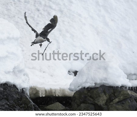 Blue-eyed shag, in flight with nesting material; Paradise Bay, Antarctic, peninsula; Motion blur of blue eyed shag, in flight; Paradise Bay, Antarctic peninsula