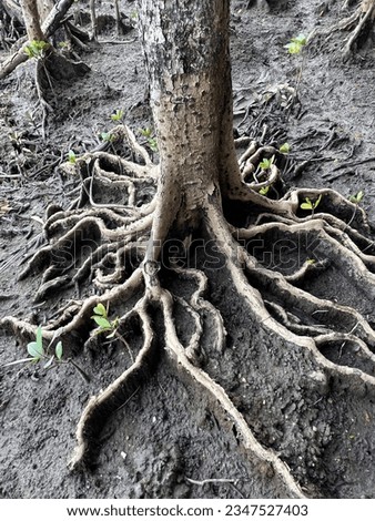 Roots look like a huge octopus legs. Got this picture when I discovered the mangrove area. 