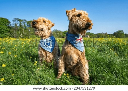 Two Airedale terrier's  sat in a green grass field. Colourful home made bandana's hang around the dogs neck's. copy space. Pet photography. Not clipped coat, teddy bear appearance. 